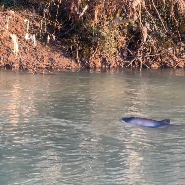 Bartın'da ırmağa giren yunus için kurtarma çalışması başlatıldı