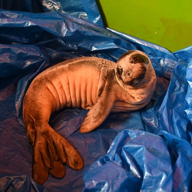 Tedavi edilen yavru Akdeniz foku, doğal yaşamına bırakılacak