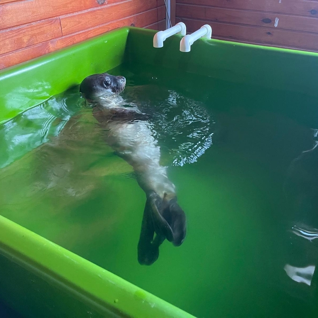 Hatay'da tedavisi tamamlanan Akdeniz foku yavrusu Mersin'e uğurlandı