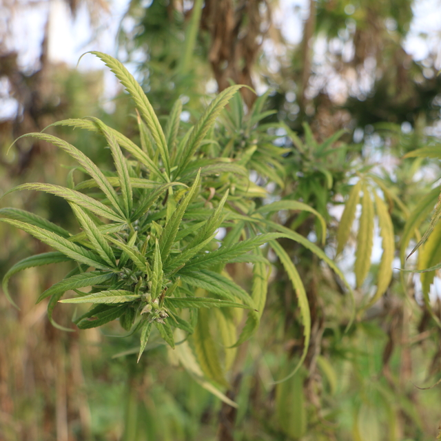'Gizlence', Türkiye'nin 3'üncü yeni kenevir çeşidi olacak