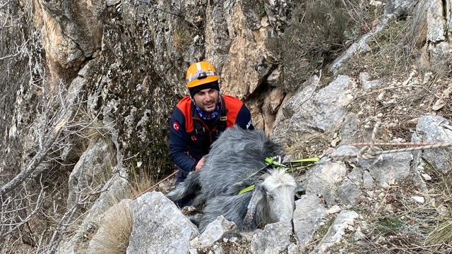 Burdur'da dağda mahsur kalan keçiyi AFAD kurtardı