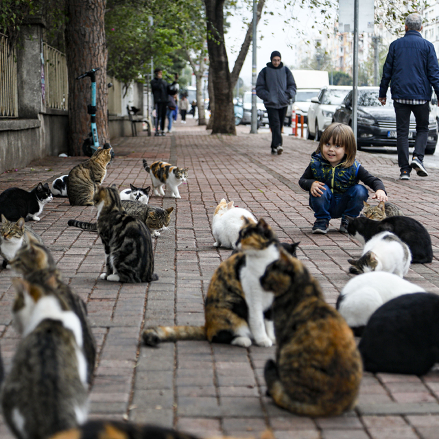 'Sokak hayvanlarına iyilik yapmak isterken kötülük yapmayalım'