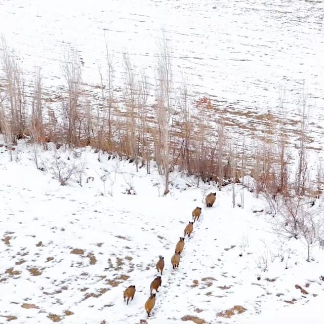 Karla kaplı arazide yaban domuzu sürüsü görüntülendi