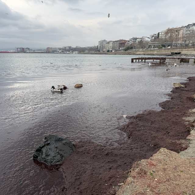 Tekirdağ'da sahilin bir kısmı kırmızı yosunla kaplandı