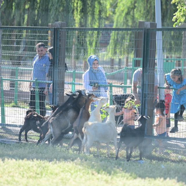 Kayseri'deki hayvanat bahçesi 2024'te 375 bin 951 kişiyi ağırladı
