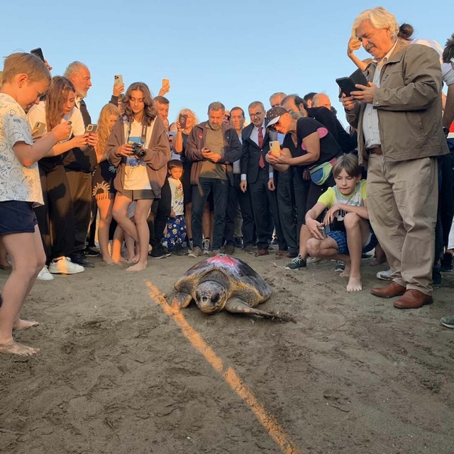 Caretta caretta 'Cumhuriyet'i 2 ayda 2 bin kişi izledi