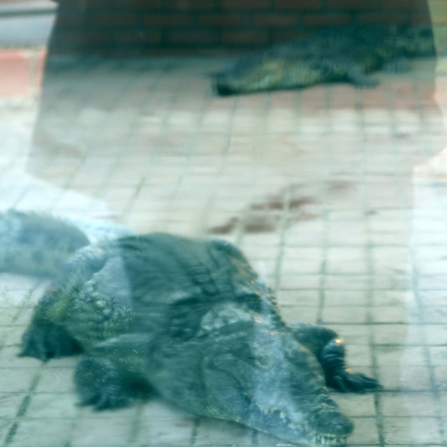 İstanbul'da ele geçirilen 2 timsah, Gaziantep'te koruma altına alındı