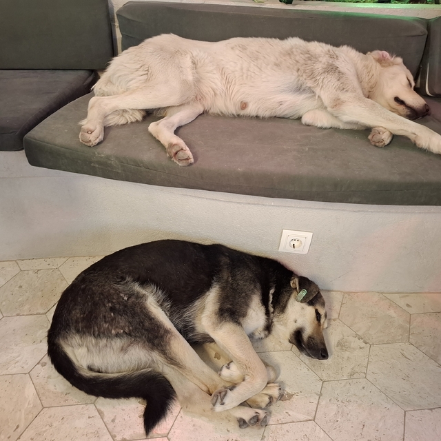 Sokak köpeklerinin yağmurlu havada girdiği kafe, yaşam alanları oldu