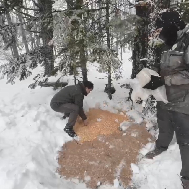 Karla kaplı Uludağ'a, yaban hayvanları için yem bırakıldı