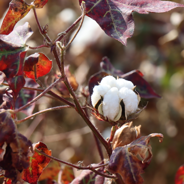 Şanlıurfa'da yenileyici tarımın yaygınlaştırılması hedefleniyor