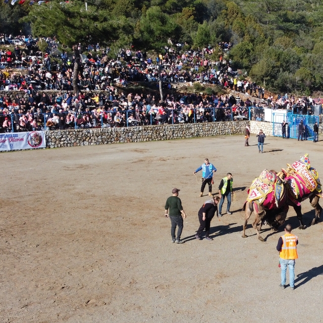 Bodrum'da "Geleneksel Deve Güreşi Festivali" yapıldı