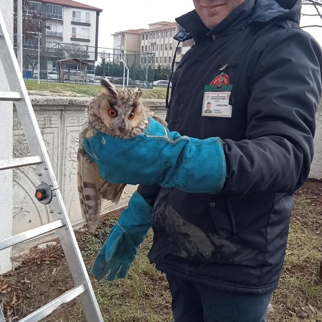 Bolu'da cam balkonda sıkışan baykuş kurtarıldı