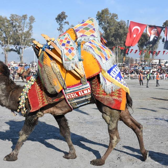 Aydın'da 180 deve güreş arenasına çıktı