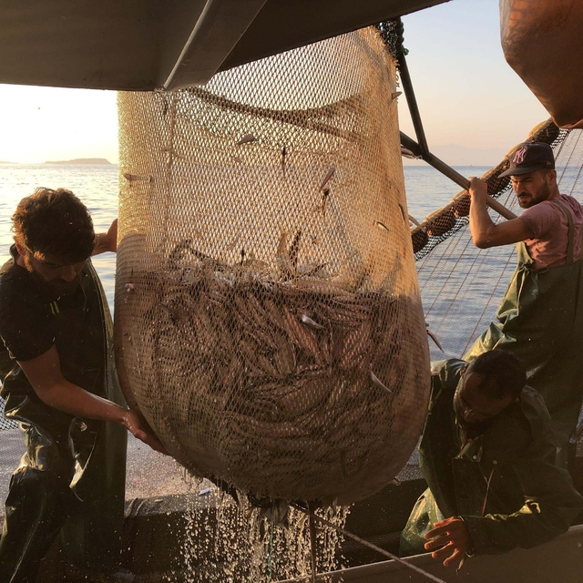 Deniz soğumadı, Marmara Denizi'nde beklenen lüfer akını olmadı