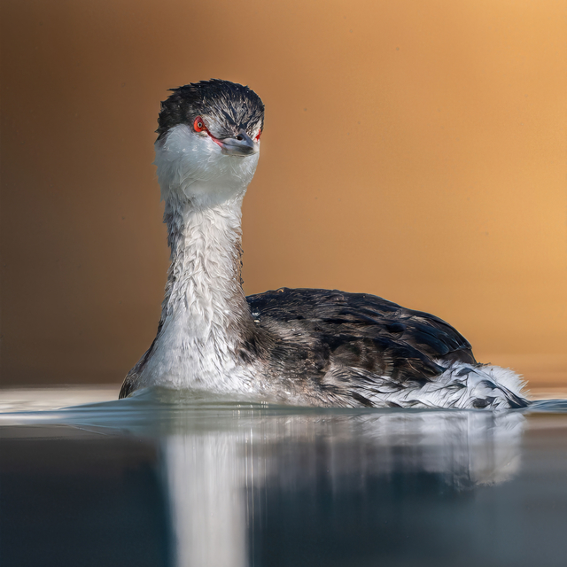 Antalya'da kuş gözlem turizmi