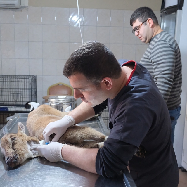 Antalya'da bitkin halde bulunan dağ keçisi tedaviye alındı