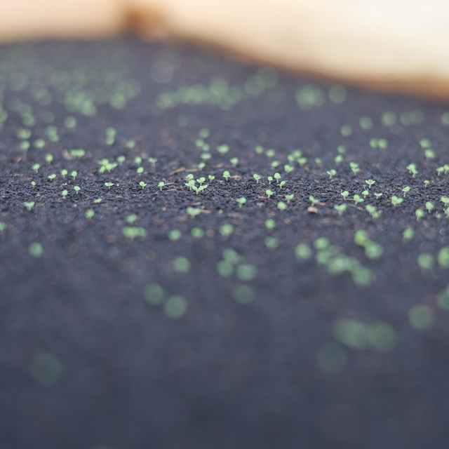 Safranbolu'da 109 bin yaz çiçeği tohumu toprakla buluştu