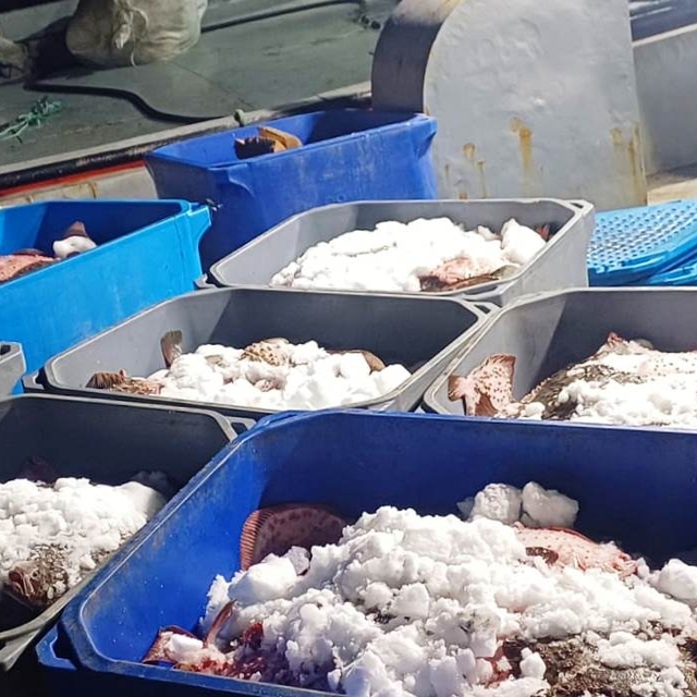 Rusya-Ukrayna kara sularında kaçak avlanan 3 bin 620 kilogram kalkan balığı...