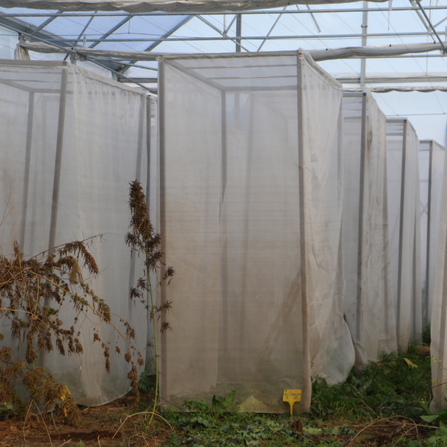 Yerli kenevirin genetik haritası genişliyor