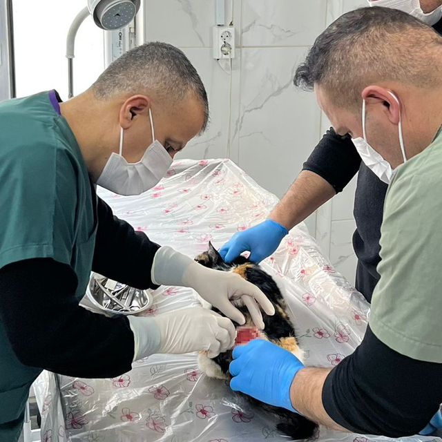 Hakkari'de soğuktan etkilenen 3 kediyi belediye ekipleri kurtardı