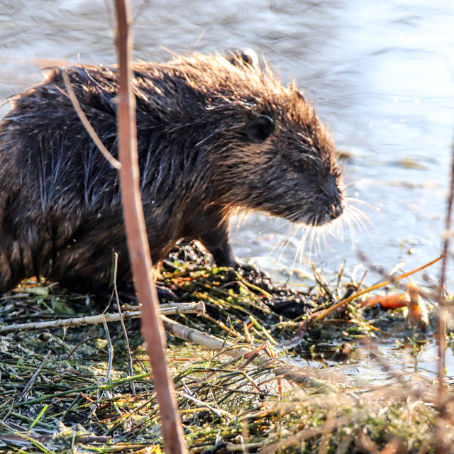 Ağrı Dağı'nın eteğindeki su maymunları beslenirken görüntülendi