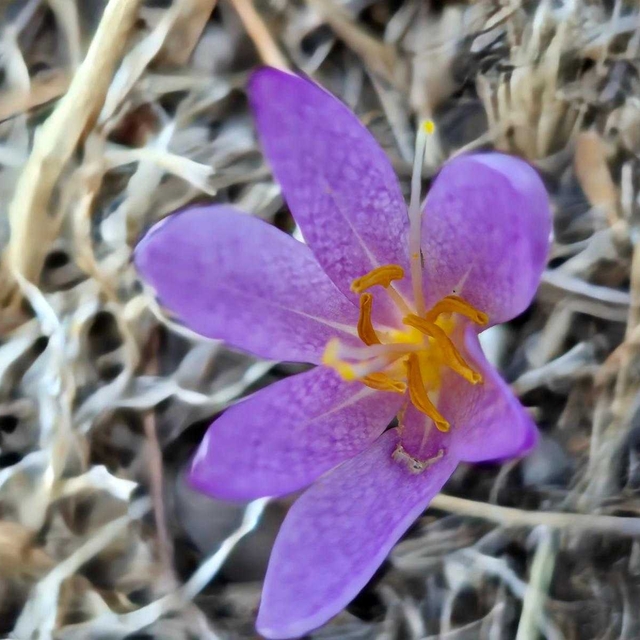 Harran Üniversitesi güz çiğdeminin yeni türünü literatüre kazandırdı