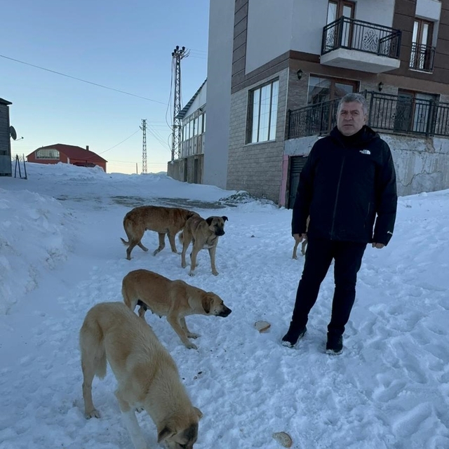 Bektaş Yaylasındaki sahipsiz köpeklere yiyecek desteği