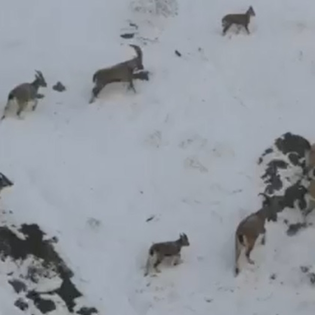 Sivas'ta yaban keçilerinin popülasyonu artıyor