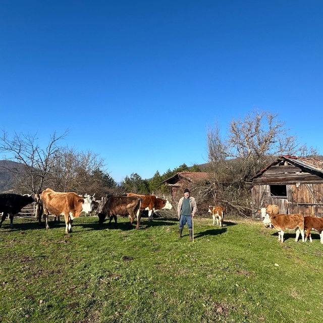 Bolu'da kaybolan büyükbaş hayvanlar dronla bulundu
