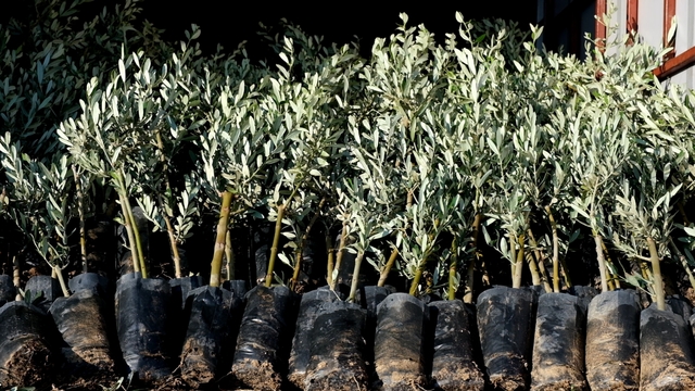 Mut'ta 570 çiftçiye 17 bin zeytin fidanı dağıtıldı
