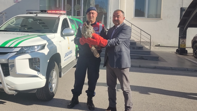 Kayseri'de jandarmanın bulduğu yaralı puhu tedaviye alındı
