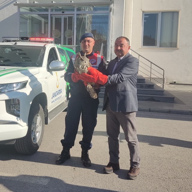 Kayseri'de jandarmanın bulduğu yaralı puhu tedaviye alındı