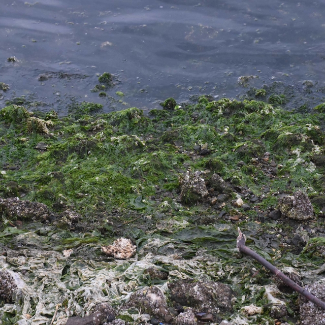 'Deniz marulları, körfez kirliliğe doygun olduğu için ortaya çıktı'