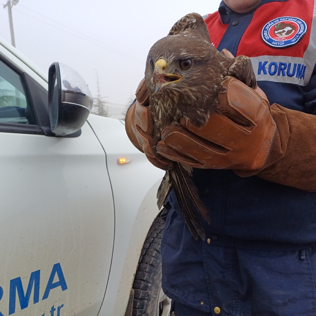 Afyonkarahisar'da yaralı halde bulunan kızıl şahin tedaviye alındı