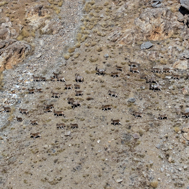 Van ve Hakkari dağlarında yaban keçisi popülasyonu artıyor