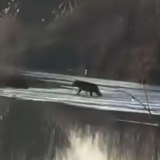 Sivas'ta Kızılırmak kıyısına inen kurt, görüntülendi