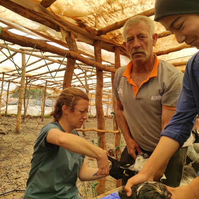 Demre'de hayvan sağlığına yönelik çalışmalar yapıldı