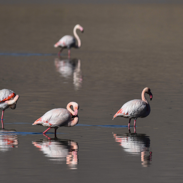 Van Gölü Havzası'ndan göç etmeyen kuşlara koruma