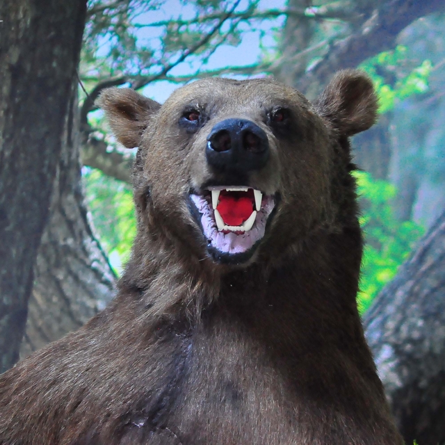 Doğada ölen ve kaçak avcıların vurduğu hayvanlar tahnit edilip, Spil Dağı'n...