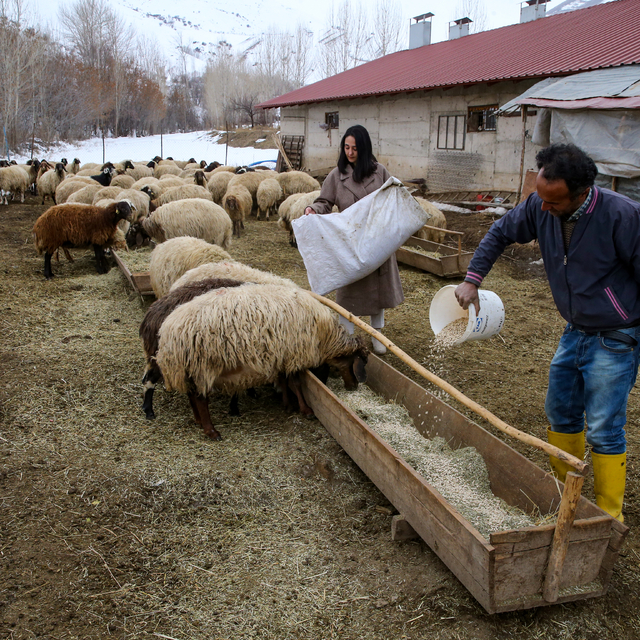 Gıda mühendisi genç kadın devlet desteğiyle besicilik yapmaya başladı