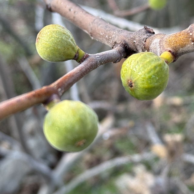 Karabük'te incir ağacı ocak ayında meyve verdi