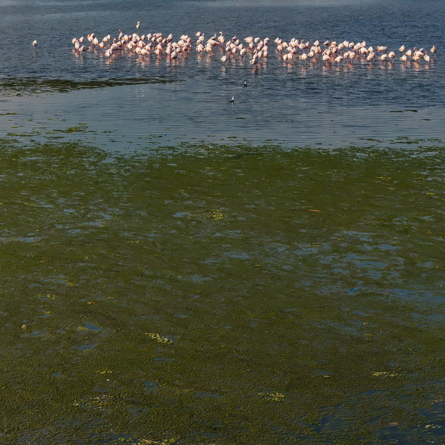 İzmir Körfezi'nde deniz yosunu tabakası oluştu