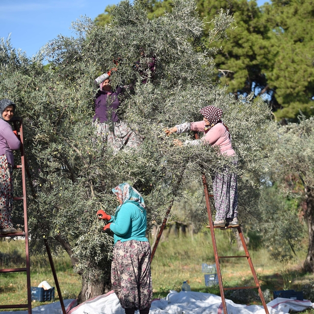 Zeytin ağacı kurak yazda strese girdi, yağ verimi ve kalitesi düştü