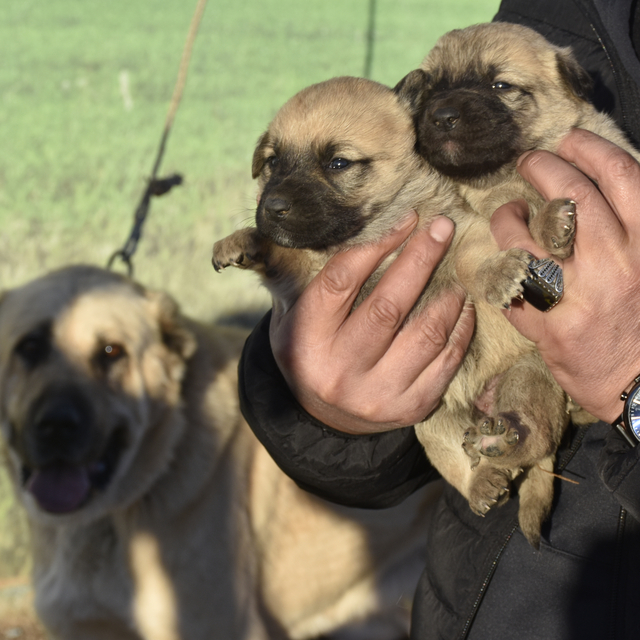 Kangal köpeği sevdasını 'safkan' üretim çiftliğine dönüştürdü
