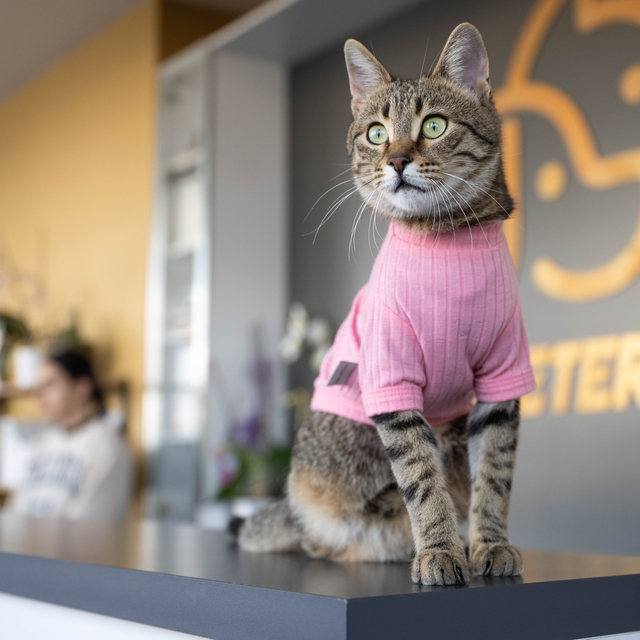 Üç bacaklı kedi "Tripod" esnafın maskotu oldu