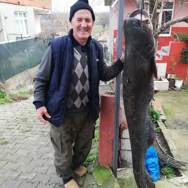 Meriç Nehri'nde 77 kilo ağırlığında yayın balığı yakaladı