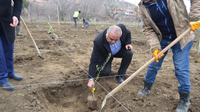 Çorum'da belediyenin 4 dekarlık atıl arazisi zeytin bahçesine dönüştürüldü