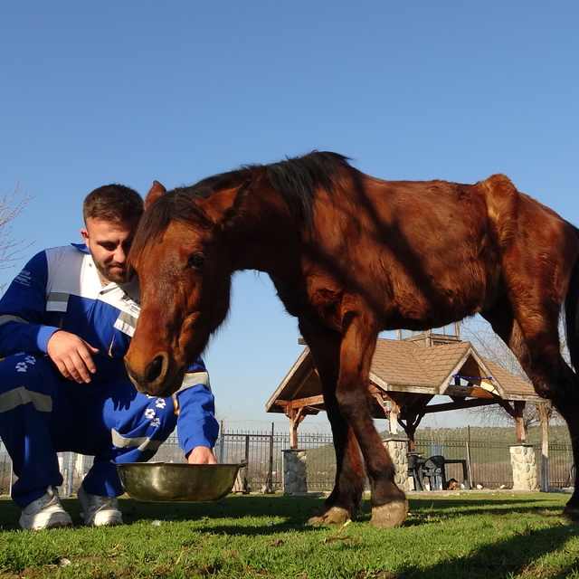 Uyutulmaktan ampute edilerek kurtulan at, yaşamını 3 bacağıyla sürdürüyor