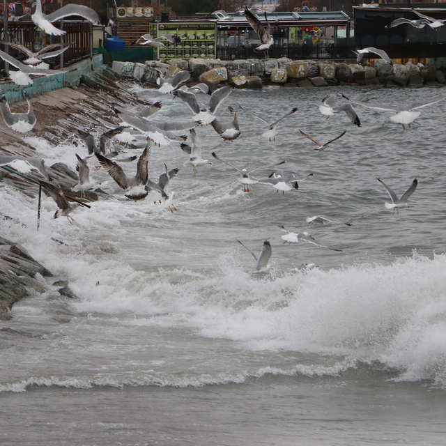 Tekirdağ'da deniz ulaşımına poyraz engeli