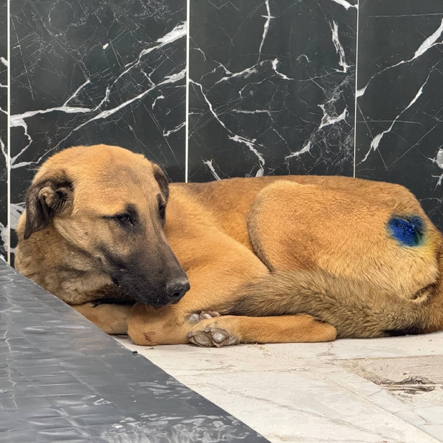 Kayseri'de yaralı bulunan köpek, yapılan müdahaleyle hayata tutundu